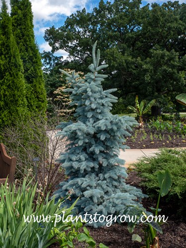 Otto Von Bismark Spruce (Picea pungens)
